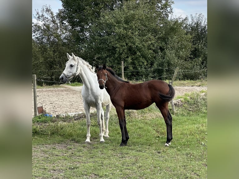 Zweibrücker Stute 12 Jahre 160 cm Schimmel in Pillig