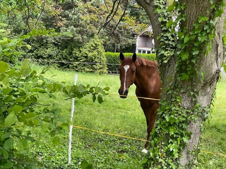 Zweibrücker Stute 12 Jahre 162 cm Fuchs in Ochtendung