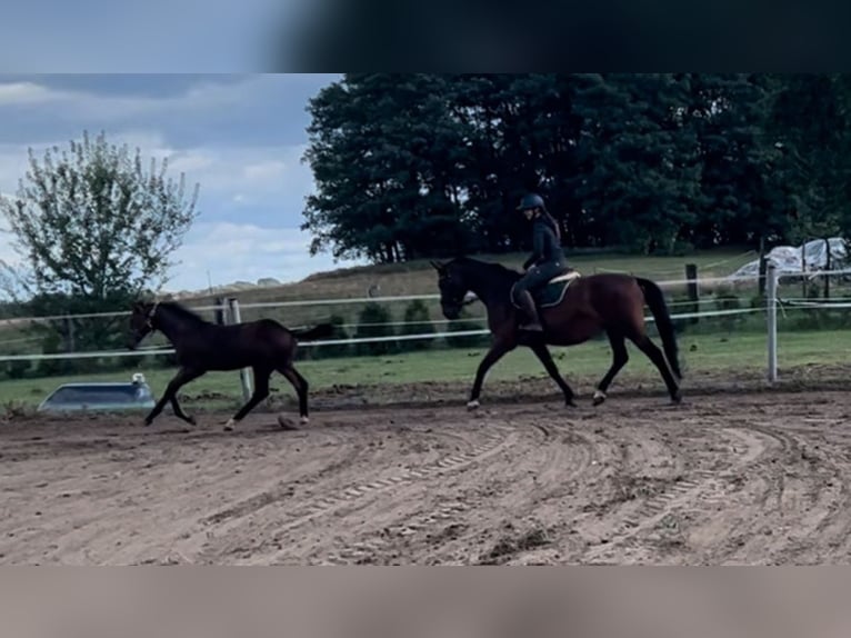 Zweibrücker Stute 12 Jahre 165 cm Brauner in Prettin