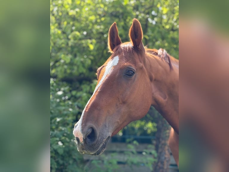 Zweibrücker Stute 13 Jahre 164 cm Fuchs in Ludwigshafen am Rhein