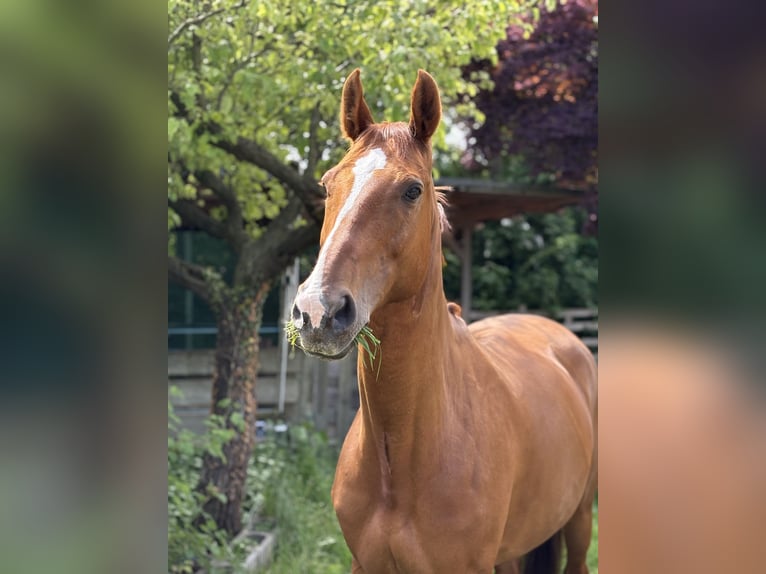 Zweibrücker Stute 13 Jahre 164 cm Fuchs in Ludwigshafen am Rhein