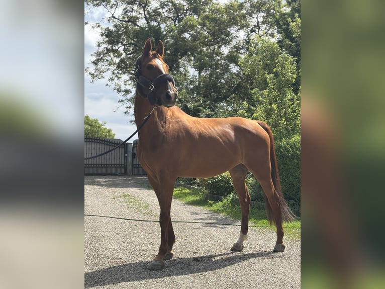 Zweibrücker Stute 13 Jahre 164 cm Fuchs in Ludwigshafen am Rhein