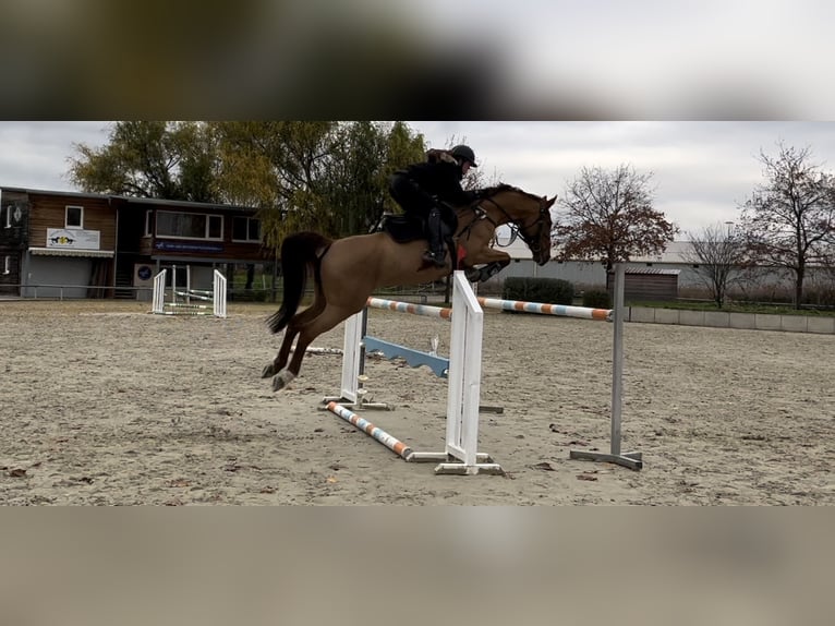 Zweibrücker Stute 13 Jahre 164 cm Fuchs in Ludwigshafen am Rhein