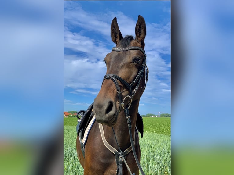 Zweibrücker Stute 13 Jahre 167 cm Dunkelbrauner in Bad Dürkheim