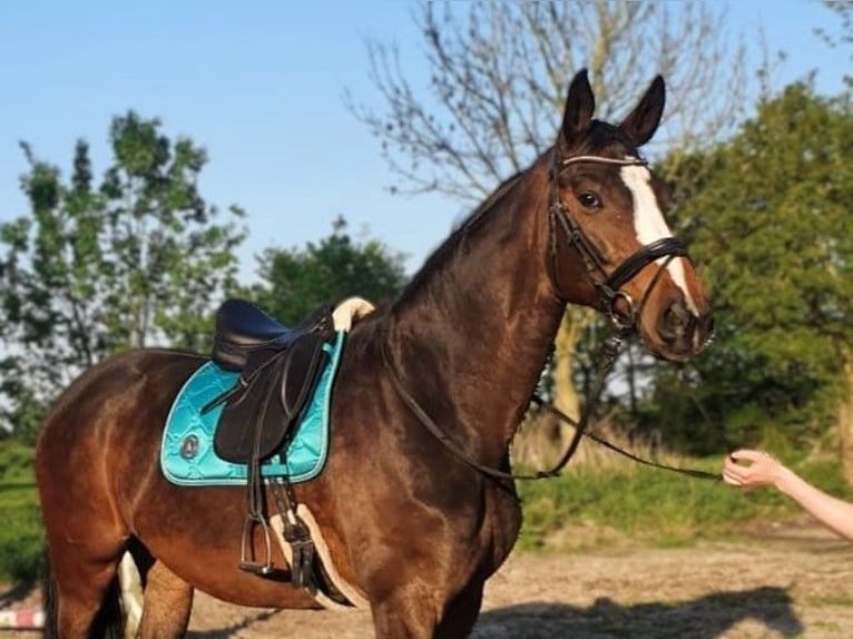 Zweibrücker Stute 13 Jahre 173 cm Brauner in Aurich