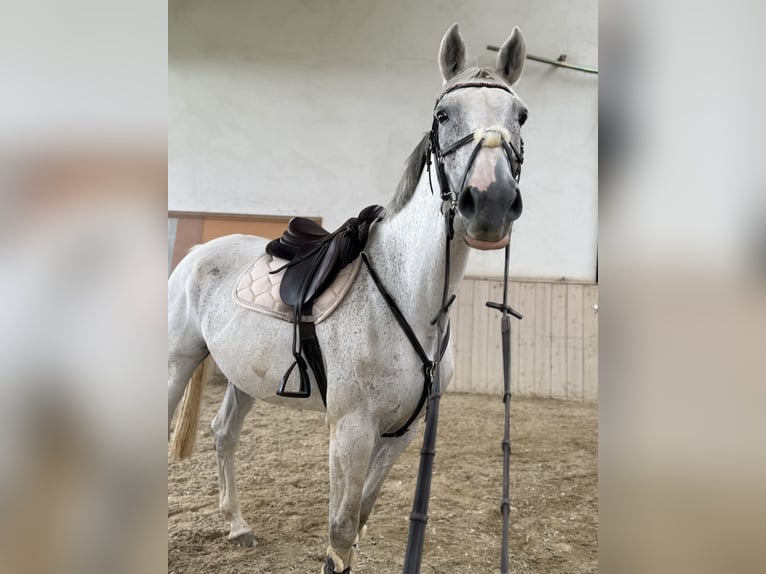 Zweibrücker Stute 14 Jahre 168 cm Fliegenschimmel in Frankenburg