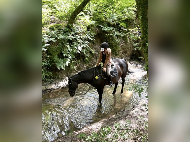 Zweibrücker Stute 15 Jahre 164 cm Dunkelbrauner in Rösrath
