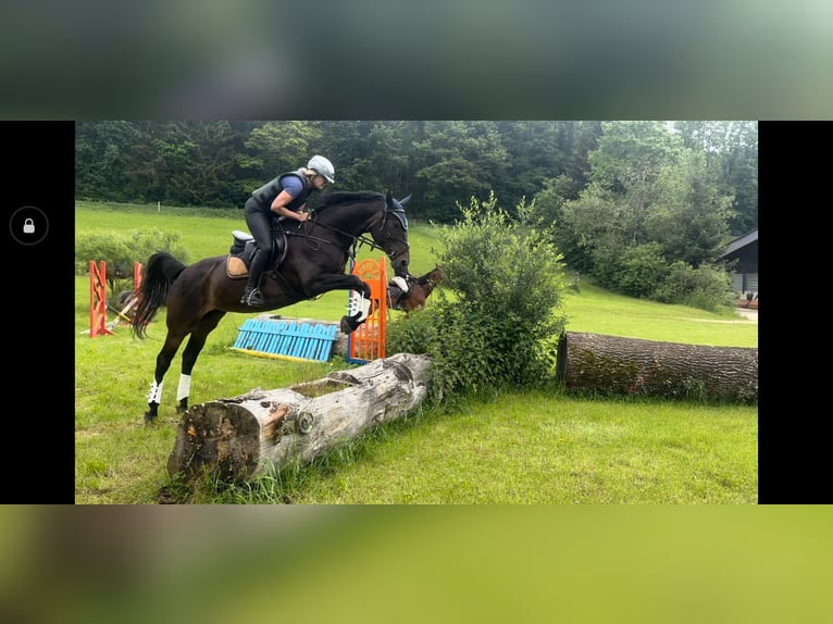 Zweibrücker Stute 15 Jahre 165 cm Dunkelbrauner in Wiesbaden