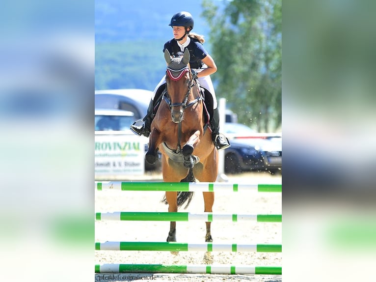 Zweibrücker Stute 17 Jahre 168 cm Brauner in Neuerkirch