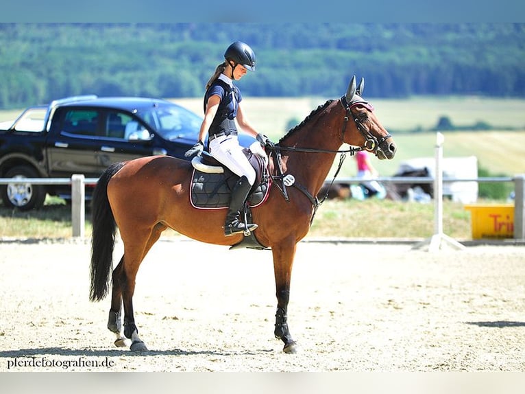 Zweibrücker Stute 17 Jahre 168 cm Brauner in Neuerkirch