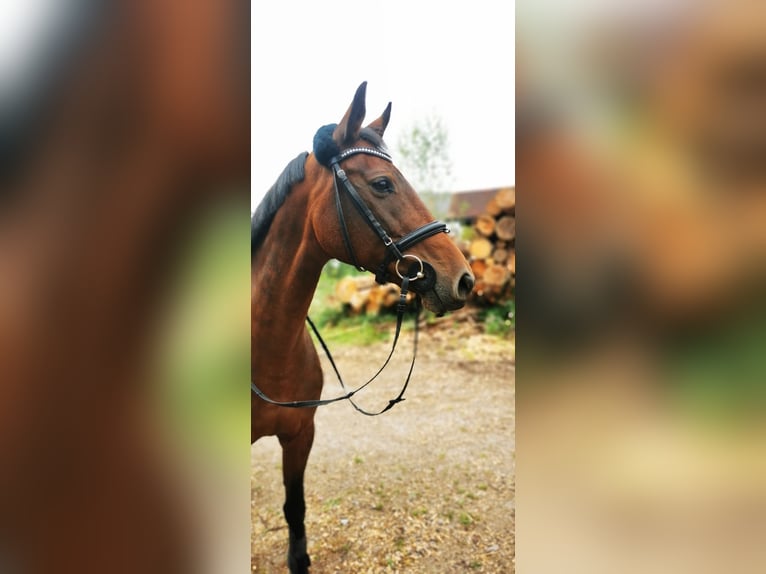 Zweibrücker Stute 18 Jahre 160 cm Brauner in Traunreut