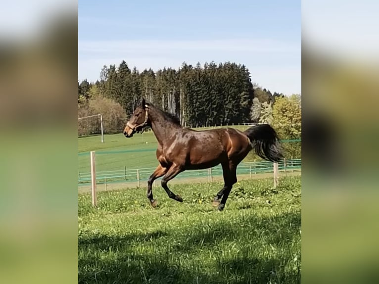 Zweibrücker Stute 18 Jahre 160 cm Brauner in Traunreut