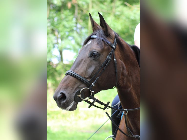 Zweibrücker Stute 18 Jahre 168 cm Schwarzbrauner in Altrip