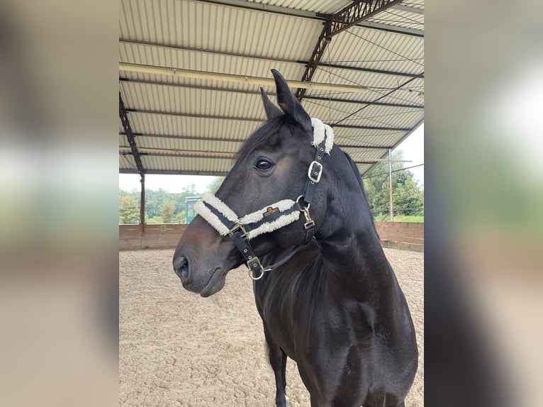 Zweibrücker Stute 18 Jahre 168 cm Schwarzbrauner in Altrip