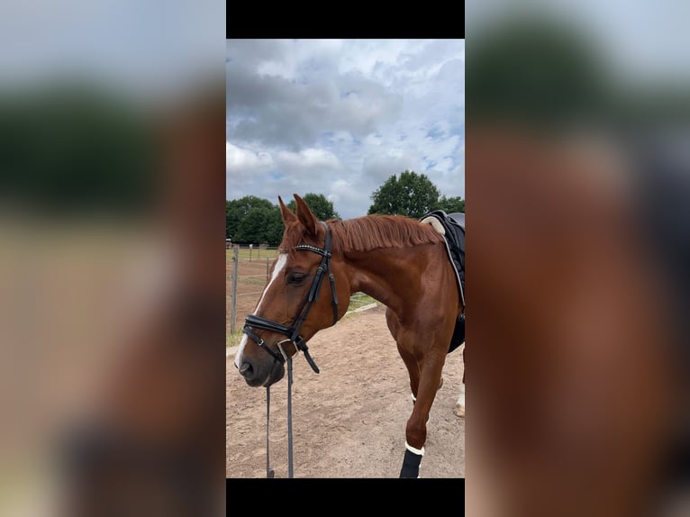 Zweibrücker Stute 19 Jahre 170 cm Fuchs in Homburg