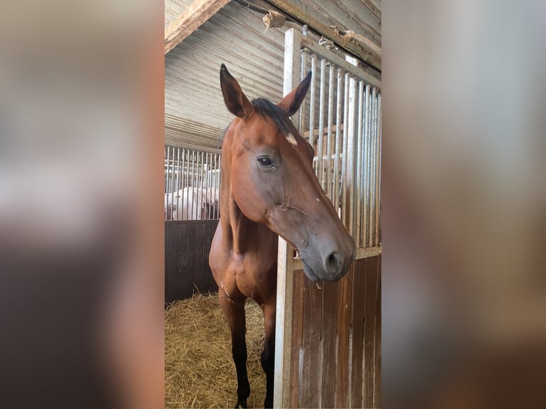 Zweibrücker Stute 19 Jahre 174 cm Brauner in Homburg