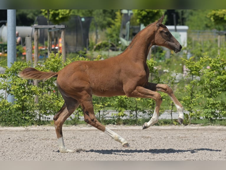 Zweibrücker Stute 1 Jahr 170 cm Dunkelfuchs in Neupotz