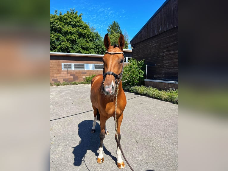 Zweibrücker Stute 3 Jahre 170 cm Brauner in Pirmasens