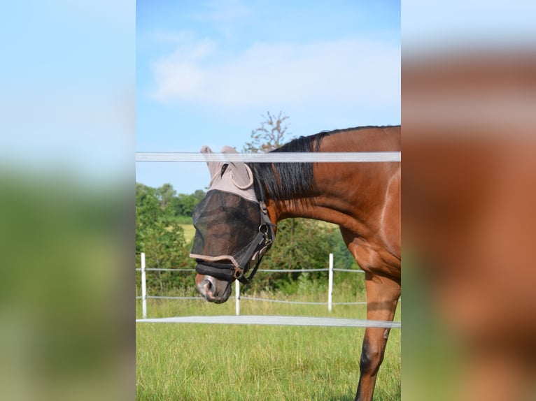 Zweibrücker Stute 3 Jahre 170 cm Brauner in Pirmasens