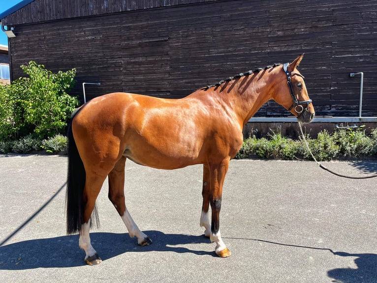 Zweibrücker Stute 3 Jahre 170 cm Brauner in Pirmasens