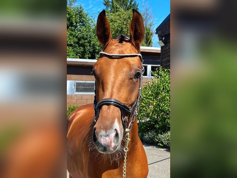 Zweibrücker Stute 3 Jahre 170 cm Brauner in Pirmasens