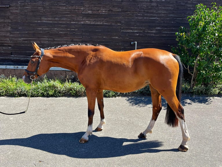 Zweibrücker Stute 3 Jahre 170 cm Brauner in Pirmasens