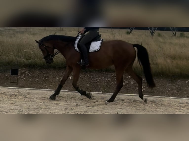 Zweibrücker Stute 4 Jahre 165 cm Brauner in Osburg