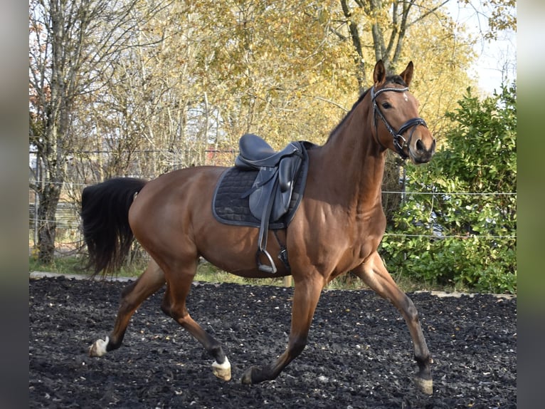 Zweibrücker Stute 4 Jahre 165 cm Brauner in Osburg