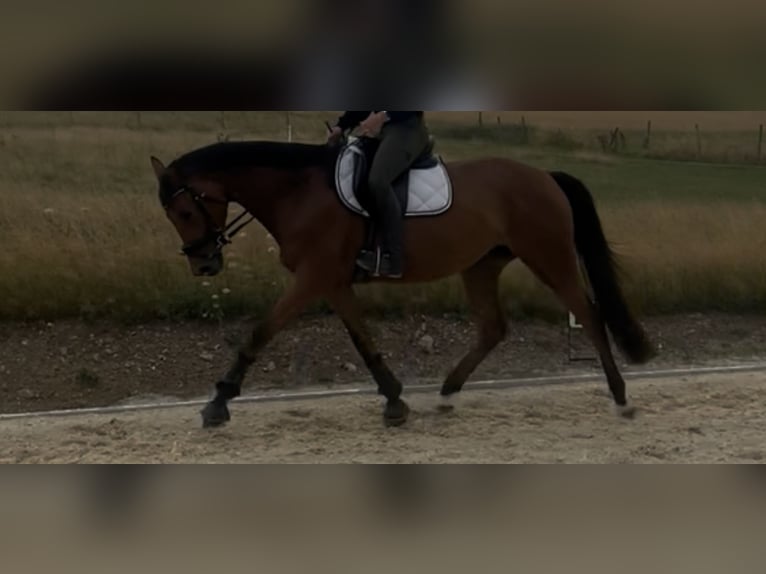 Zweibrücker Stute 4 Jahre 165 cm Brauner in Osburg