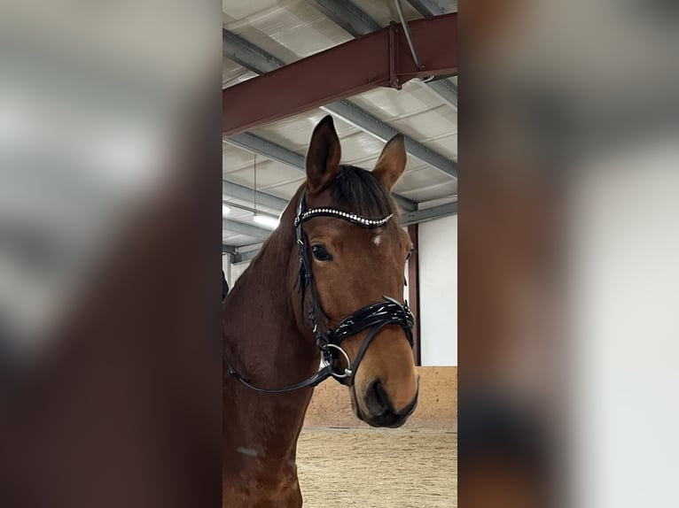 Zweibrücker Stute 4 Jahre 165 cm Brauner in Osburg