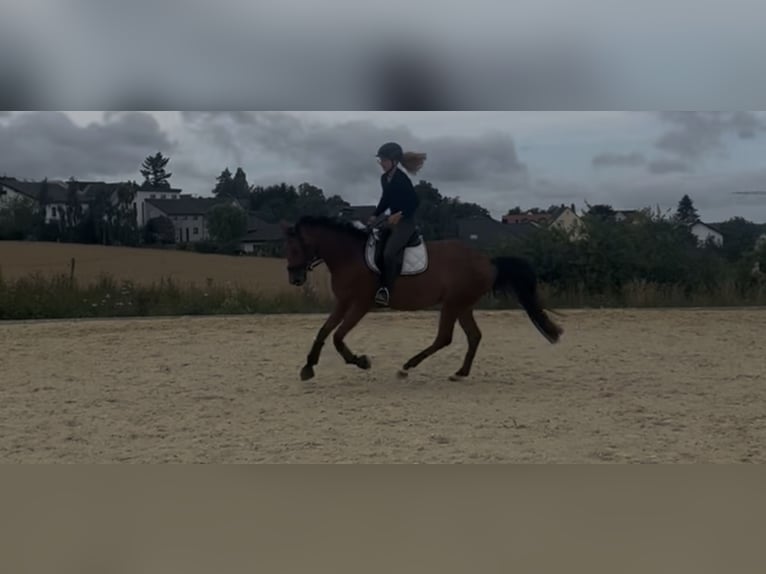 Zweibrücker Stute 4 Jahre 165 cm Brauner in Osburg
