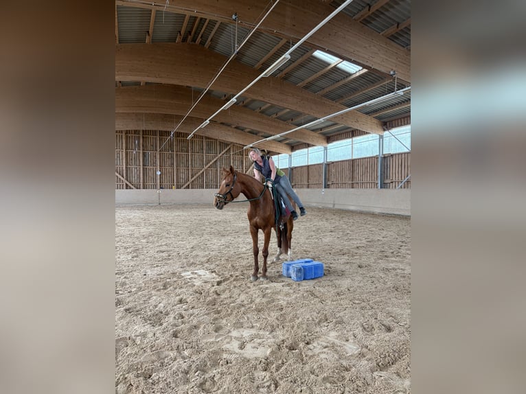 Zweibrücker Stute 4 Jahre 165 cm Fuchs in Freudenburg