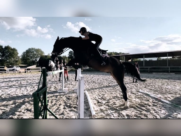 Zweibrücker Valack 14 år 172 cm Brun in Remetea