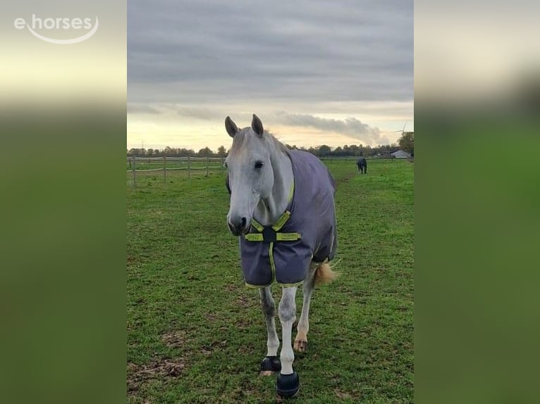 Zweibrücker Wałach 14 lat 168 cm Siwa in Kaarst