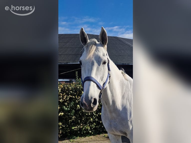 Zweibrücker Wałach 14 lat 168 cm Siwa in Kaarst