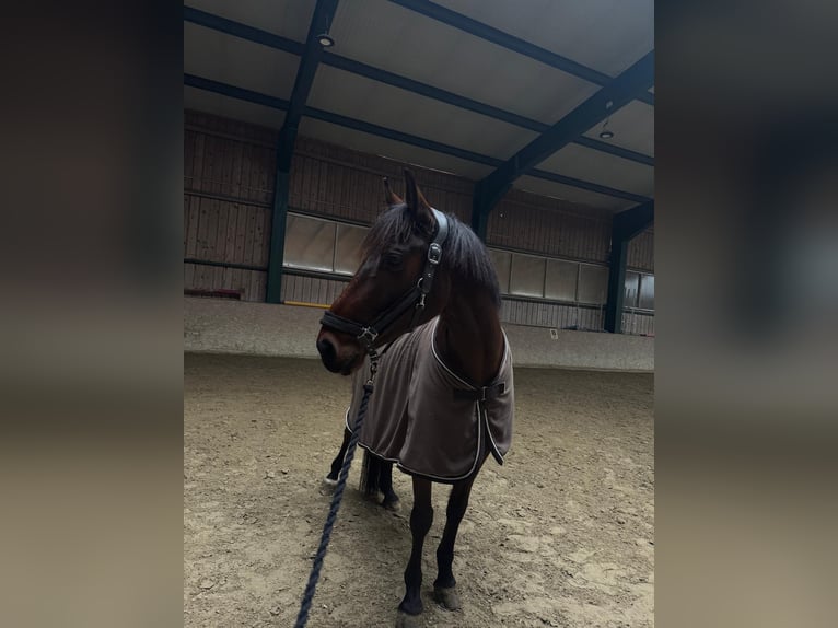 Zweibrücker Wallach 11 Jahre 160 cm Brauner in Salzburg