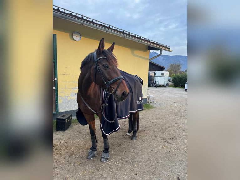 Zweibrücker Wallach 11 Jahre 160 cm Brauner in Salzburg