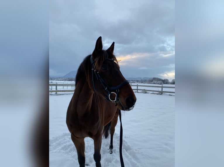 Zweibrücker Wallach 11 Jahre 160 cm Brauner in Salzburg