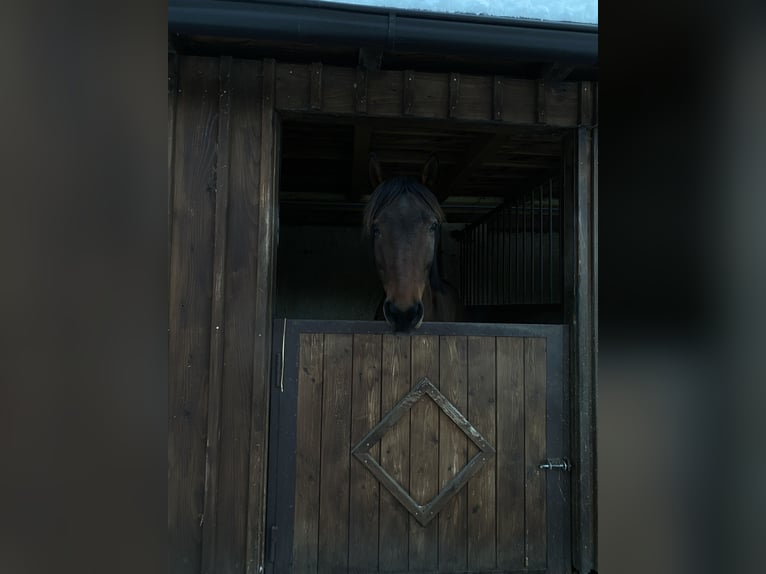 Zweibrücker Wallach 11 Jahre 160 cm Brauner in Salzburg