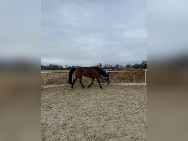 Zweibrücker Wallach 11 Jahre 160 cm Brauner in Salzburg
