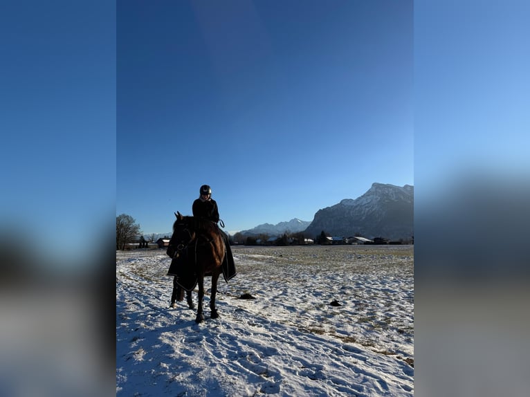 Zweibrücker Wallach 11 Jahre 160 cm Brauner in Salzburg