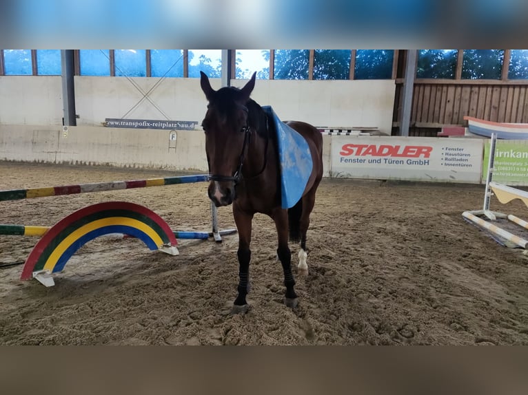 Zweibrücker Wallach 12 Jahre 177 cm Brauner in M&#xFC;hldorf am Inn