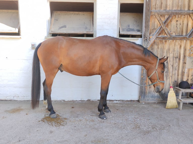 Zweibrücker Wallach 12 Jahre 177 cm Brauner in M&#xFC;hldorf am Inn