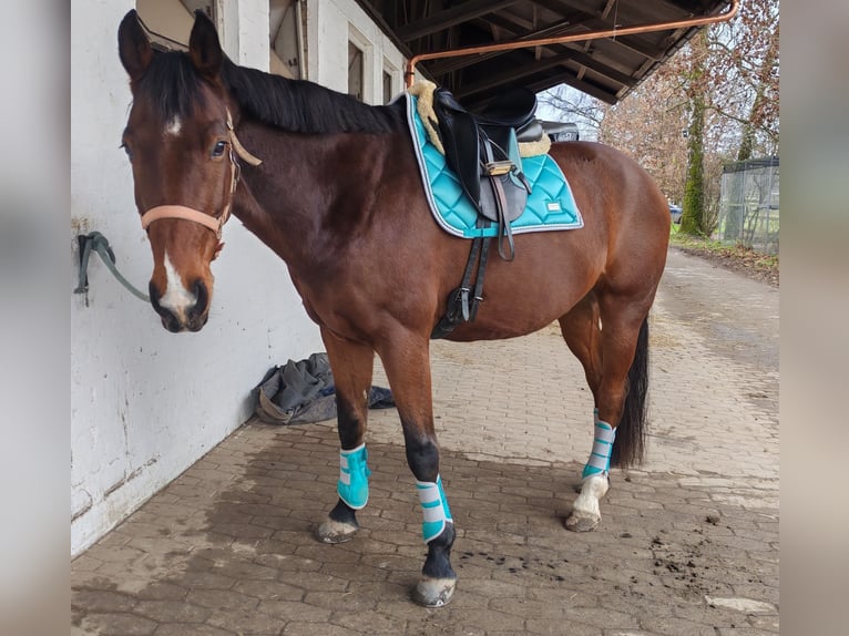 Zweibrücker Wallach 12 Jahre 177 cm Brauner in M&#xFC;hldorf am Inn