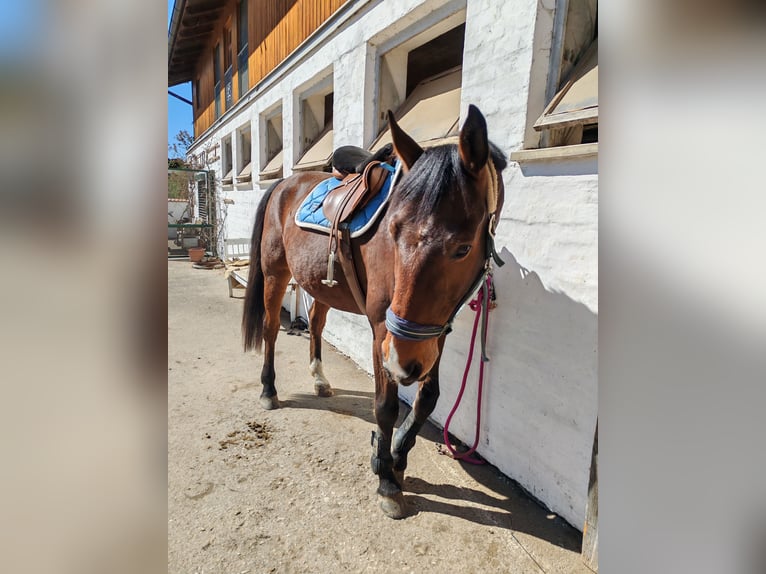 Zweibrücker Wallach 12 Jahre 177 cm Brauner in M&#xFC;hldorf am Inn