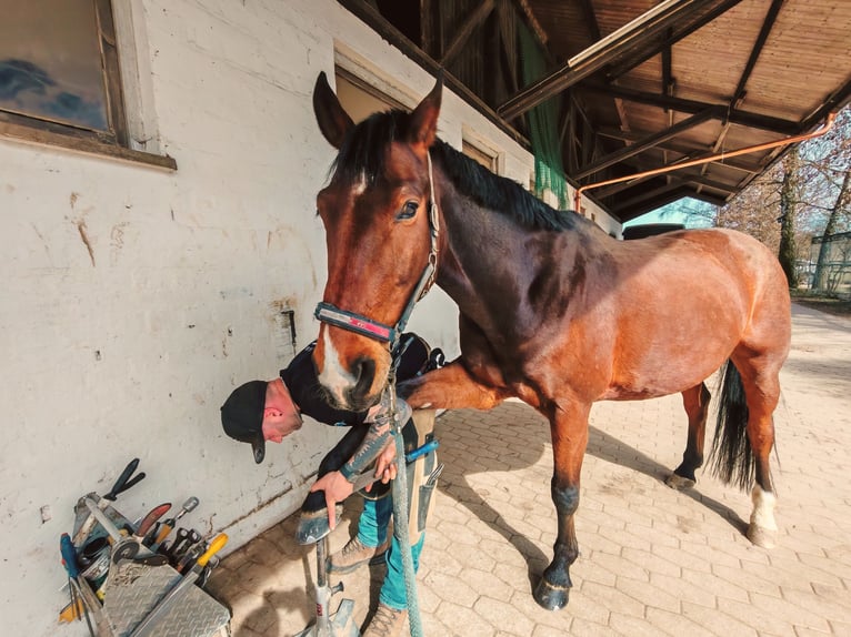 Zweibrücker Wallach 12 Jahre 177 cm Brauner in M&#xFC;hldorf am Inn