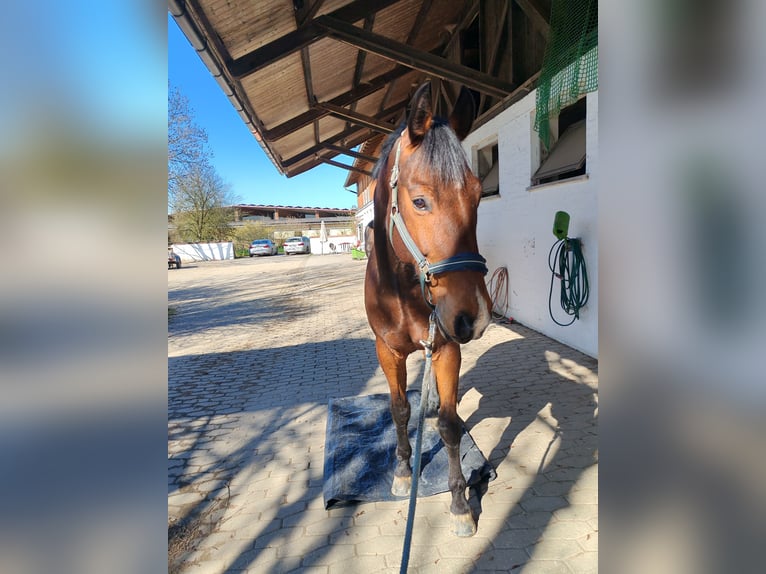 Zweibrücker Wallach 12 Jahre 177 cm Brauner in M&#xFC;hldorf am Inn