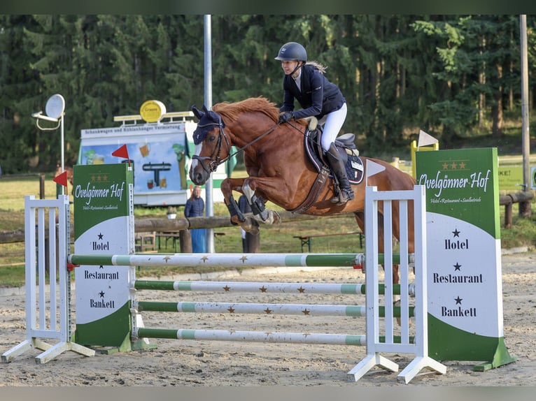Zweibrücker Wallach 13 Jahre 167 cm Fuchs in Beckdorf