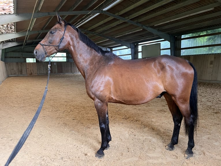 Zweibrücker Wallach 13 Jahre 168 cm Brauner in Erzingen Klettgau