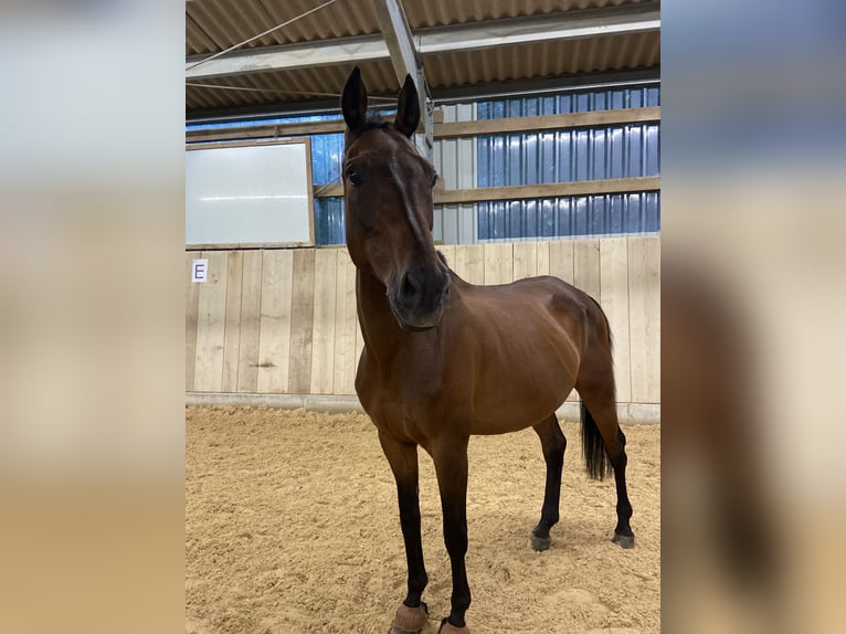 Zweibrücker Wallach 13 Jahre 168 cm Brauner in Erzingen Klettgau